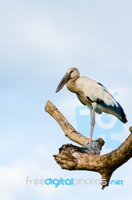 Asian Openbill (anastomus Oscitans) White Bird Standing Alone Stock Photo