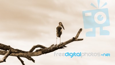 Asian Openbill (anastomus Oscitans) White Bird Standing Alone, S… Stock Photo