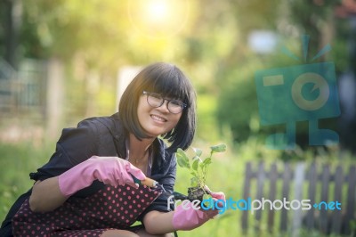 Asian Woman Planting In Home Garden Stock Photo