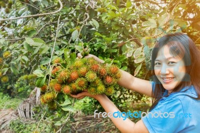 Asian Women Hold Or Presenting Fruits, Rambutan Bunch, Organic F… Stock Photo