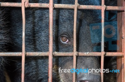 Asiatic Black Bear Are In Cage Stock Photo