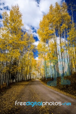 Aspen Road Stock Photo