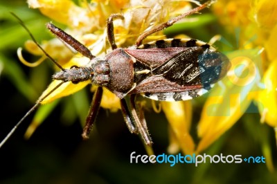 Assassin Bug (rhynocoris Cuspidatus) Stock Photo