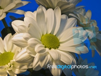 Asters Stock Photo