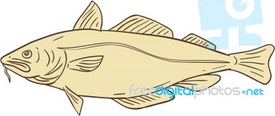 Atlantic Cod Fish Drawing Stock Image
