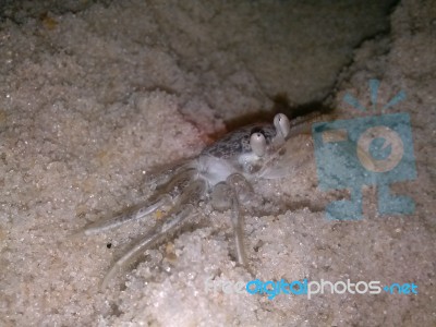 Atlantic Ghost Crab Stock Photo