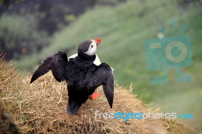 Atlantic Puffin Getting Ready To Fly, Iceland Stock Photo