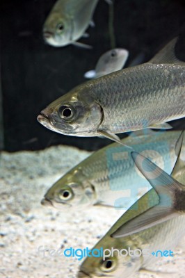 Atlantic Tarpon Fish In Aquarium Stock Photo