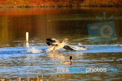 Attacking Greylag Goose (anser Anser).jpg Stock Photo
