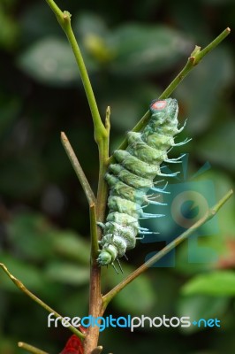 Attacus Atlas Moth Caterpillar Stock Photo