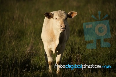 Australian Cow Stock Photo