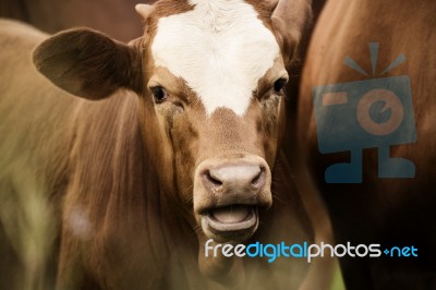 Australian Cows Stock Photo