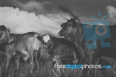 Australian Cows Stock Photo