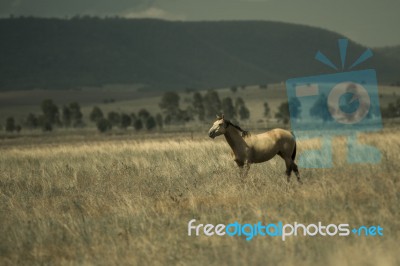 Australian Horse In The Paddock Stock Photo