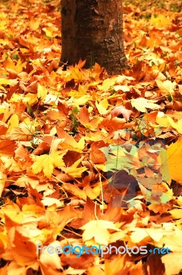 Autumn Stock Photo