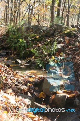 Autumn Bucks County, Pa Foliage-autumn Leaf Filled Rocky Creek With Ferns Stock Photo