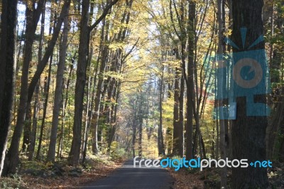 Autumn Bucks County, Pa Foliage-road With Sun Shining Through Yellow Leaves Of Trees In Woods And Boulders Stock Photo