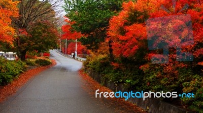 Autumn Color Leaves With Curve Street Stock Photo