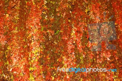Autumn Foliage Stock Photo