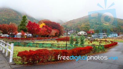 Autumn Foliage At Maple Corridor, Kawaguchiko Stock Photo