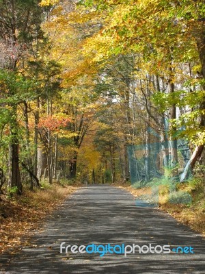 Autumn Foliage Tunnel On Bucks County Pa Road Slight Downhill Stock Photo