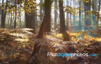 Autumn Forest Stock Photo