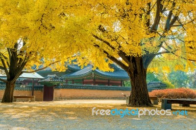Autumn In Gyeongbokgung Palace,south Korea Stock Photo Autumn In Gyeongbokgung Palace,south Korea Stock Photo