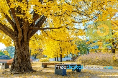 Autumn In Gyeongbokgung Palace,south Korea Stock Photo