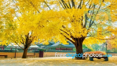 Autumn In Gyeongbokgung Palace,south Korea Stock Photo