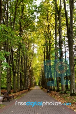 Autumn Landscape - Beautiful Autumn Pathway In Park. Old High Li… Stock Photo