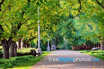 Autumn Landscape - Beautiful Autumn Walkway In Park. Walnut Alle… Stock Photo