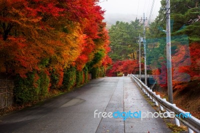 Autumn Leafs Around Uphill Street, Kawaguchiko Stock Photo