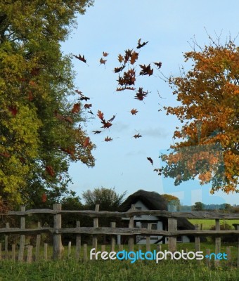 Autumn Leaves  Stock Photo