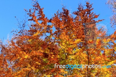 Autumn Leaves Stock Photo