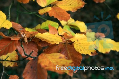 Autumn Leaves Stock Photo