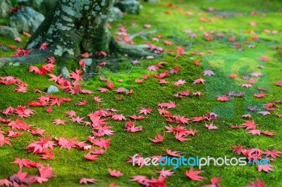 Autumn Maple Leaves Stock Photo