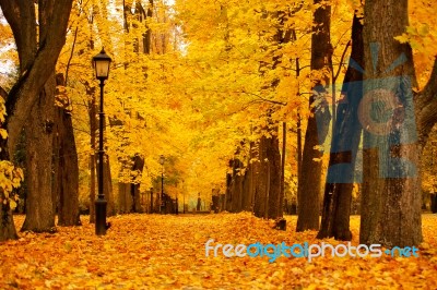 Autumn October Colorful Park. Foliage Trees Alley Stock Photo