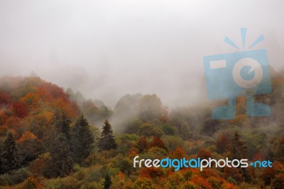 Autumn Rain In Mountain Forest. Colorful Wood In Clouds Of Fog Stock Photo