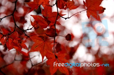 Autumn, Red Maple Leaves Stock Photo