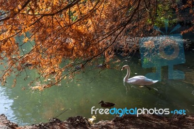 Autumn Scene At The Lake In Parco Di Monza Italy Stock Photo