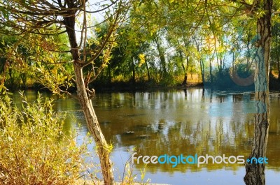 Autumn Scenery Near A Lake With Yellow Leaves On  Trees In Fall Stock Photo