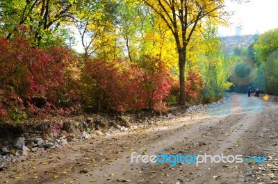 Autumn Scenery Near A Lake With Yellow Leaves On  Trees In Fall Stock Photo