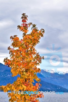 Autumn Scenery Of Colorful Trees With Alps Mountains Stock Photo