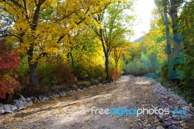 Autumn Scenery With Yellow, Green And Red Shinning Leaves In Fall In The Forest Stock Photo