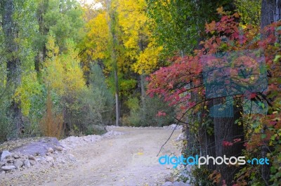 Autumn Scenery With Yellow, Green And Red Shinning Leaves In Fall In The Forest Stock Photo