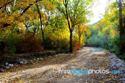 Autumn Scenery With Yellow, Green And Red Shinning Leaves In Fall In The Forest Stock Photo