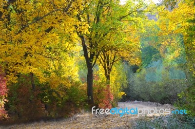 Autumn Scenery With Yellow, Green And Red Shinning Leaves In Fall In The Forest Stock Photo