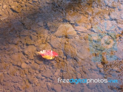 Autumn Shot Of Red And Yellow Leaf Floating In Creek Stock Photo