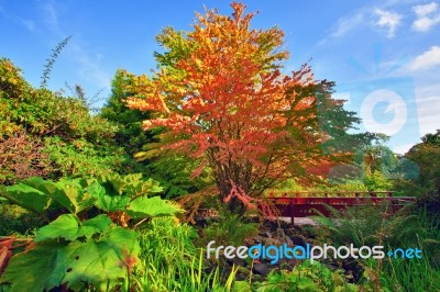 Autumn Tree And Red Wooden Bridge At The Chinese Park Stock Photo