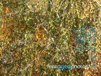 Autumn Tree Foliage Texture Stock Photo